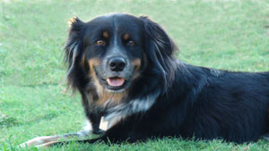 english shepherd photo